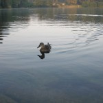 Ente am See