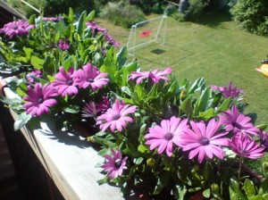 Bornholmer Margeriten