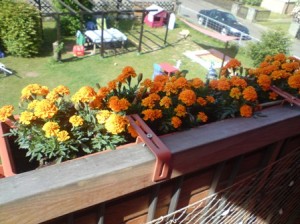 Studentenblume