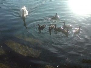 Der Schwan und die 7 Entlein